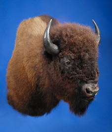 Buffalo Skulls for Sale | Bighorn Taxidermy