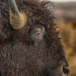 Portrait of American Bison