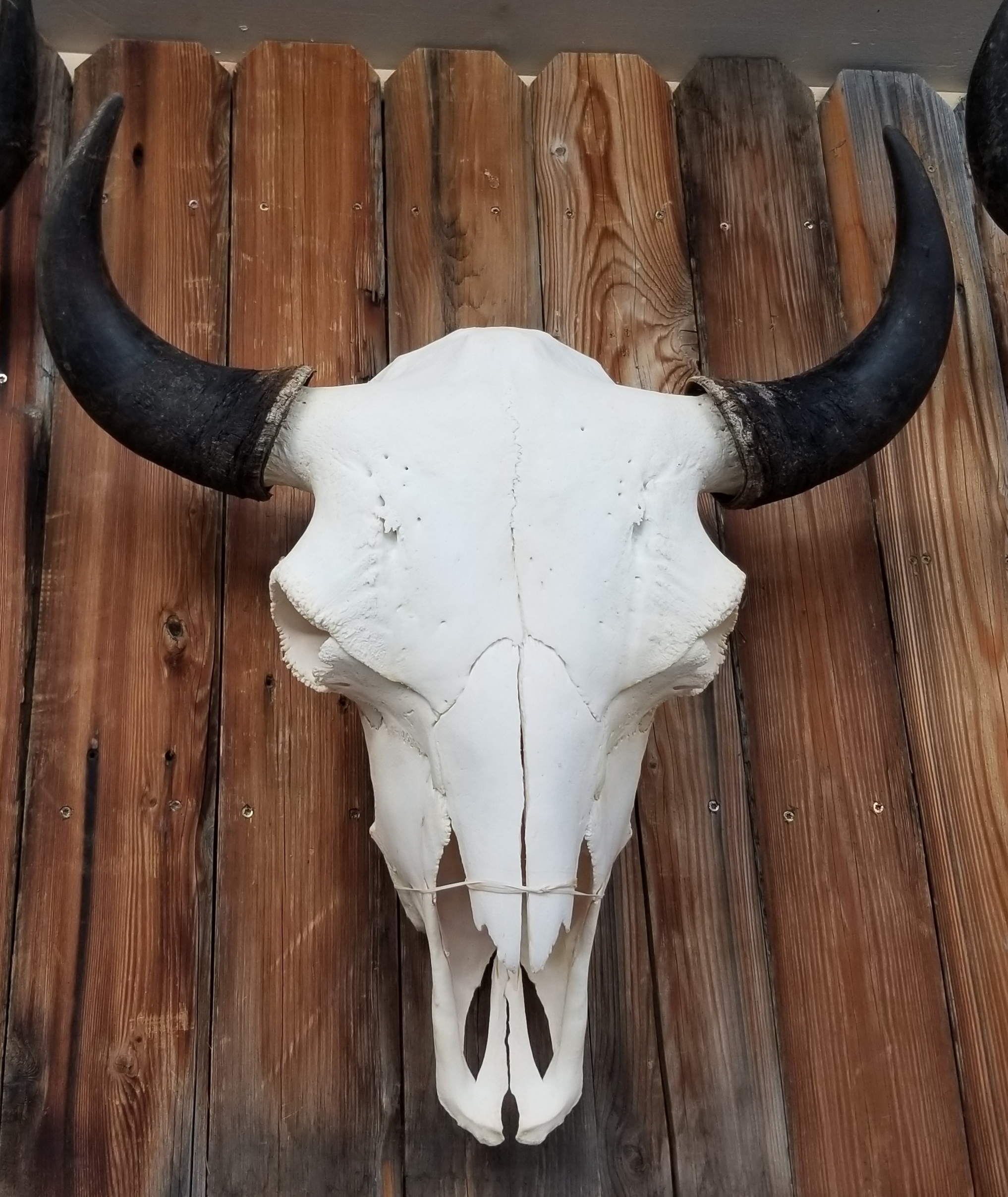 Authentic Buffalo Skulls for | Bighorn Taxidermy